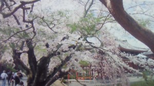 平等院の桜